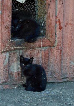 Скачать книгу Котёнок