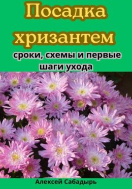 Посадка хризантем: сроки, схемы и первые шаги ухода